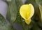 Blurred yellow Anthurium