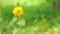 Blurred yellow flower swings in wind green background