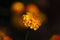 A blurring image background of yellow defocused marigold flower