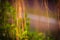 Blurry air roots of banyan tree on the green leaves background.