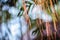 Blurry air roots of banyan tree on the green leaves background.