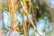 Blurry air roots of banyan tree on the green leaves background.