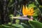 On a blurry background the blossom of a blossoming Strelitzia