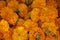Blurry background group of marigold flowers. Nature yellow flowers pattern background. Copy space for text or design