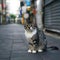 Blurry background highlights small Thai cat in charming urban setting