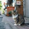 Blurry background highlights small Thai cat in charming urban setting