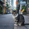 Blurry background highlights small Thai cat in charming urban setting