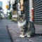 Blurry background highlights small Thai cat in charming urban setting