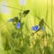 Blurry background by many wild blue flowers on morning.  macro. soft focus. shallow depth of field