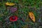 Blurry background, out of focus. Fallen leaves on moss. A red mushroom grows in autumn