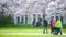 Blurry Background Of University of Washington Cherry Blossom Festival On A Spring Rainy Day With People Walking Around The Campus