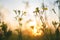 Blurry background by wild flower in meadow on sunset. macro. soft focus. shallow depth of field