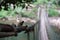 Blurry background of A wooden bridge fasteners with wire rope sling used crosses the stream