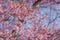 Blurry Blackground Close up branch of pink cherry blossom