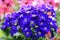 Blurry Blue daisy flower on background blurry flower in the garden ,Group of Blue daisy flower with soft sunlight
