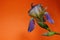 Blurry botanical background. Iris flower on an colorful background, horizontal view.