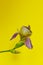 Blurry botanical background. Iris flower on an colorful background, horizontal view.