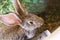 Blurry brown cute, scared rabbit outside in a cage on a farm. Animal breeding. Portrait of a soft and fluffy rabbit on an animal f