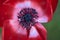 Blurry close-up view of delicate spring red anemone Anemonastrum flower with black anthers and stamens, Ballinteer, Dublin