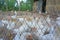 Blurry closeup white chicken behind net in cage not freedom outdoor