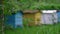 Blurry coloured hives stand on green meadow with grass