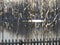 Blurry curtain of ice-covered twigs from a willow tree with bokeh in the background