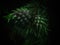 Blurry and dark atmospheric closeup shot of Pineapple gall adelgid insects