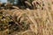 Blurry defocused image of grass flower in the paddy field