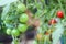 Blurry defocused tomato in organic farm