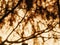 Blurry dense tree shadows in a sunny day on a beige wall. Branches shadow close up background.