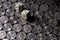 Blurry dice rolled over silver US currency quarters in a uniform pattern 2