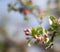 Blurry effect on blossoming pink apple tree for floral wallpaper