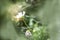 Blurry flower on the greenery of garden