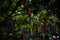 Blurry Focus Red Crepe Ginger Flowers Or Cheilocostus Speciosus Plants In The Garden