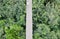 Blurry girl walking on wooden bridge for looking view over forest