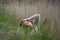 Blurry green grass on the foreground and girl on the background in the canyon in the reeds