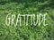 Blurry green grass nature background with word - GRATITUDE