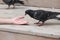 A blurry group of pigeons is fighting for food. Birds of the city. Pigeons
