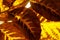 Blurry image of autumn leaf texture background. Cropped shot of yellow leaf.
