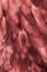 Blurry image background of red chicken feathers. Abstract birds background.