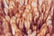 Blurry image background of red chicken feathers. Abstract birds background.