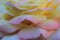 Blurry image of beautiful rose petals. Abstract botanical background. Rose texture background.