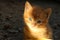 Blurry image of cute little ginger kitten sitting and looking to the camera, horizontal view.