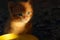 Blurry image of cute little ginger kitten sitting and looking to the camera, horizontal view.