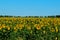 Blurry image of field of yellow sunflowers and blue sky, cropped shot, horizontal view. Harvest, landscapes c