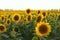 Blurry image of field of yellow sunflowers, cropped shot, horizontal view. Harvest, agriculture, landscapes concept.