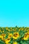 Blurry image of field of yellow sunflowers, cropped shot, vertical view. Harvest, agriculture, landscapes concept.