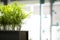 Blurry indoor plants in office interior, creating a relaxing work