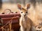 Blurry kangaroo baby with suitcase as businessman