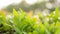 Blurry leaf background, Fresh green and red young leaves and small buds of Australian brush cherry plant in the garden